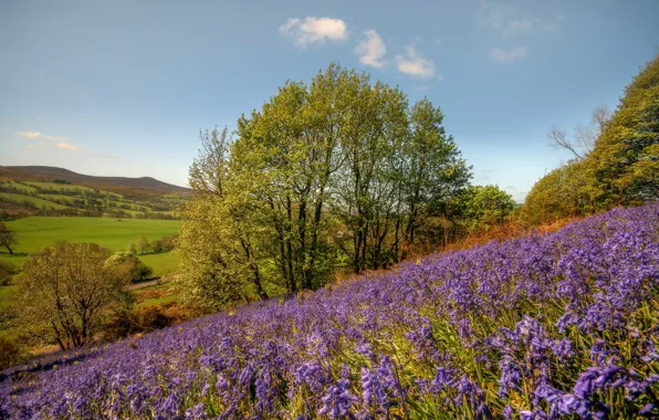 Flowers, tree, slope, Wales