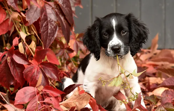 Picture autumn, leaves, puppy, doggie, English Springer Spaniel