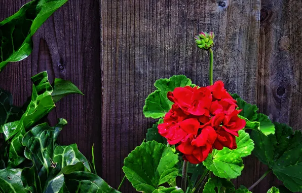 Picture leaves, stems, Board, the fence, green, red, geranium