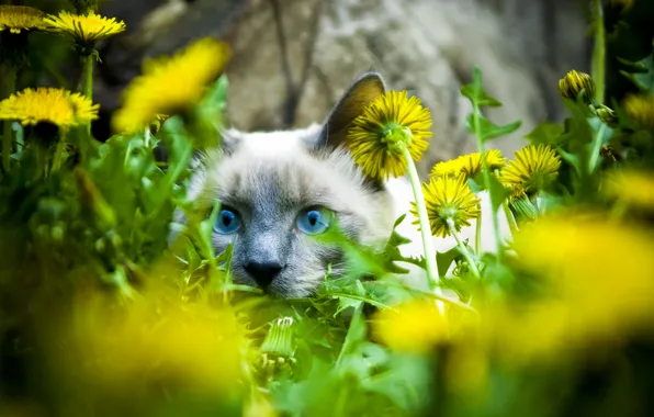 Cat, cat, look, face, flowers, dandelions