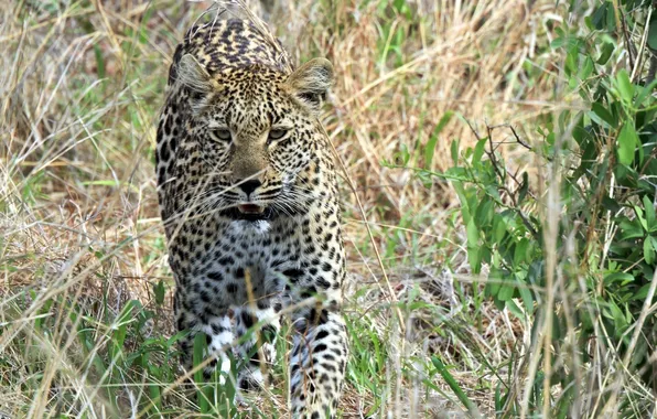 Face, thickets, predator, leopard, walk, wild cat, shrub