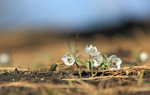 Picture white, low angle, tiny flowers