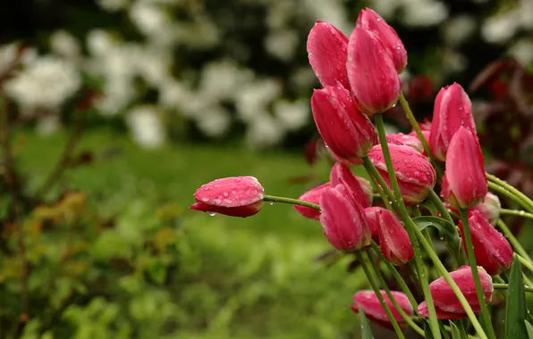 Drops, flowers, nature, rain, stems, spring, garden, Tulips