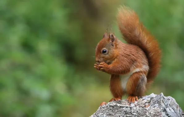 Picture pose, stones, protein, green background, rodent