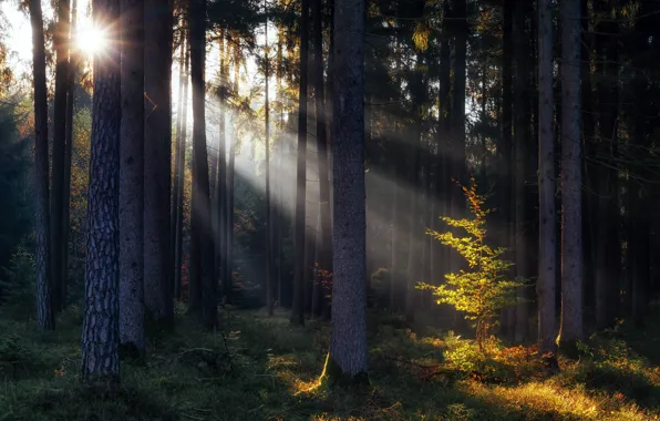 Autumn, forest, light