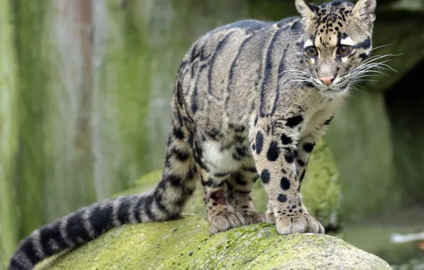 Wool, color, Clouded leopard