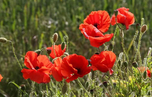 Picture field, summer, flowers, close-up, red, nature, Mac, Maki
