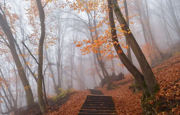 Autumn, forest, trees, branches, nature, fog, Park, trunks