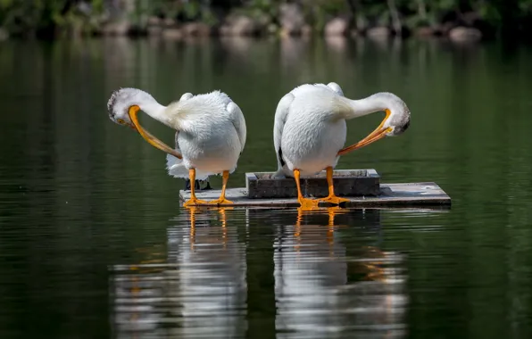 Water, birds, pose, reflection, pair, Duo, two, pond