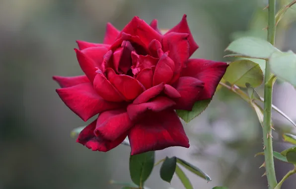 Rose, petals, bokeh, Burgundy