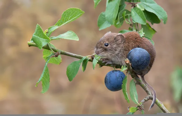 Branch, mouse, plum, rodent, turn, Bank vole