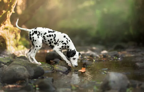 Autumn, look, water, light, nature, pose, interest, stones