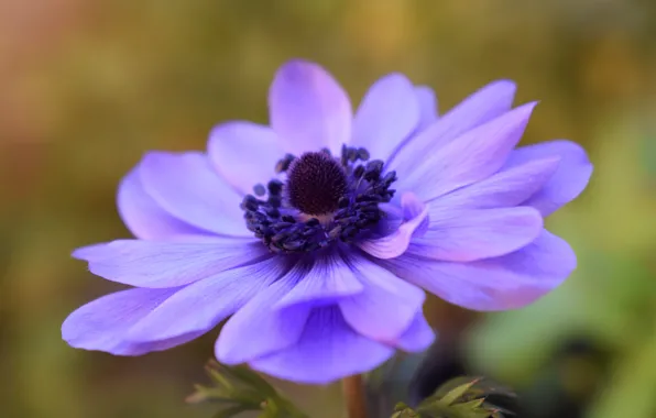 Flower, purple, macro, Asian Buttercup