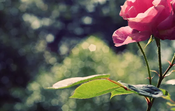 Leaves, flowers, petals