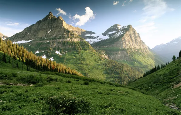 Picture greens, mountains, the slopes, morning, woods