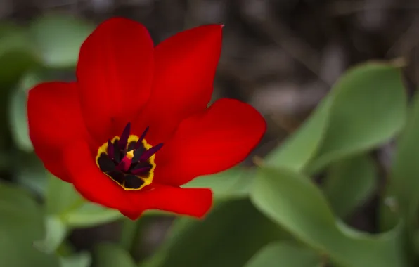 Picture leaves, flowers, red, spring, tulips