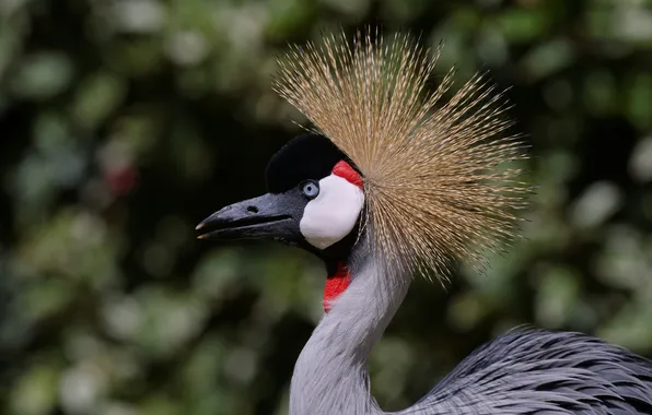 Picture bird, profile, crane, crowned