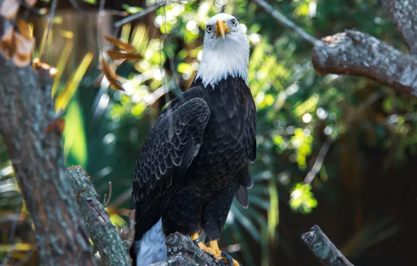 Picture look, branches, glare, background, foliage, bokeh, bald eagle