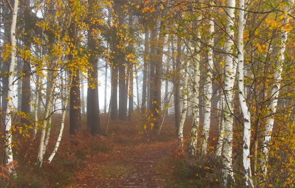 Autumn, forest, fog, Park, birch, alley, grove, path
