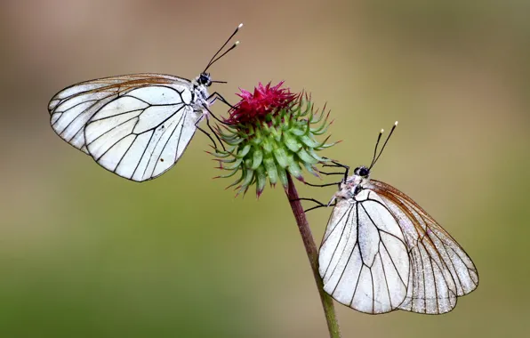 Picture flower, butterfly, background, two