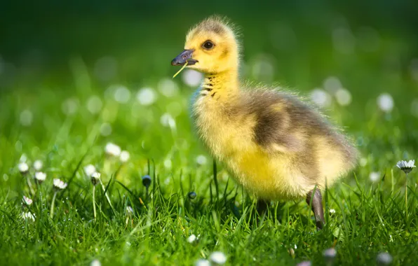 Greens, summer, grass, flowers, birds, yellow, nature, green