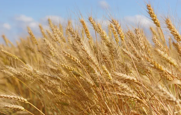 Field, the sky, rye, spikelets, ears, cereals, a lot, rye field
