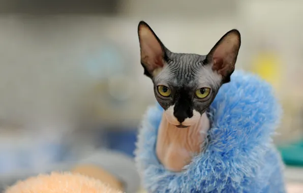 Cat, cat, look, face, blue, clothing, portrait, fur