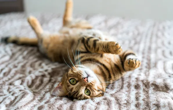 Cat, cat, look, pose, legs, blanket, bed, lies