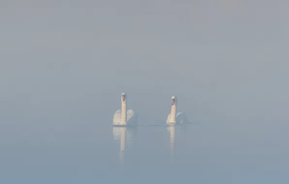 Picture fog, lake, swans