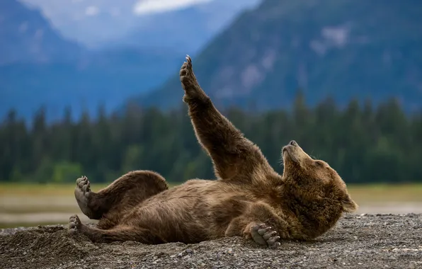 Mountains, pose, paw, bear, lies