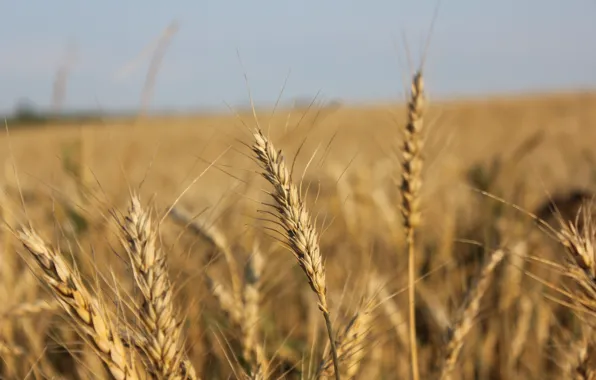 Field, the sun, spikelets, Golden