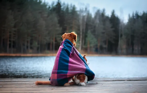 Autumn, forest, dogs, nature, pose, comfort, heat, together