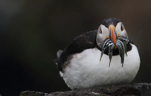 Bird, fish, stalled, catch