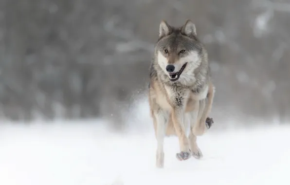 Winter, nature, wolf