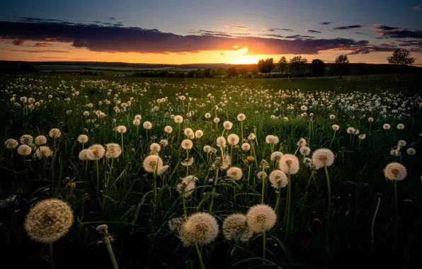 Picture field, sunset, dandelions
