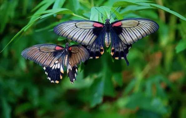 Leaves, butterfly, insects, microsemi, wings, beautiful, closeup