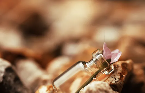 Macro, bottle, petals, Bank