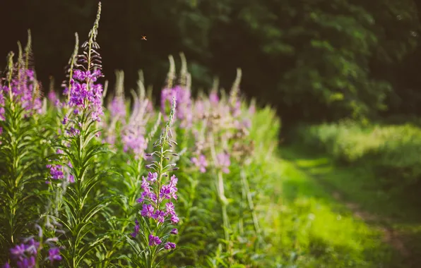 Flowers, petals, pink