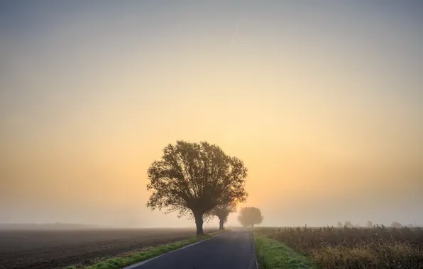 Road, fog, early morning, Willows