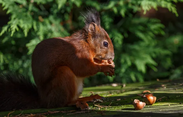 Protein, muzzle, nuts