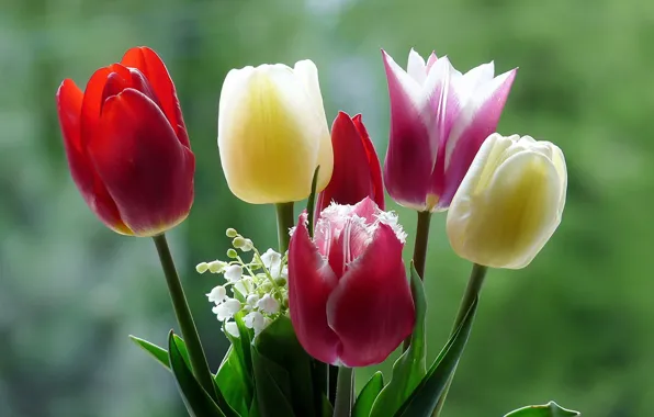 Picture macro, flowers, nature, tulips