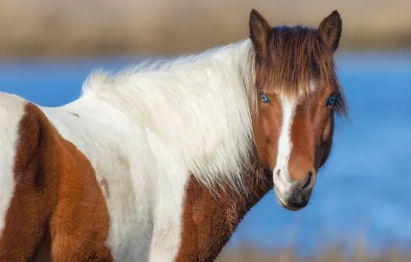 Face, horse, horse, portrait, pony, blue eyes, blue background, spotted