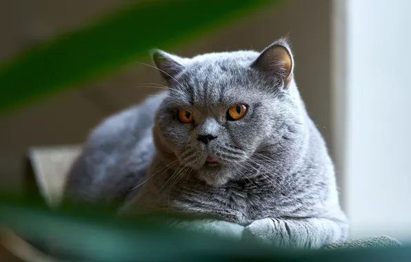 Cat, cat, look, face, light, grey, lies, unhappy