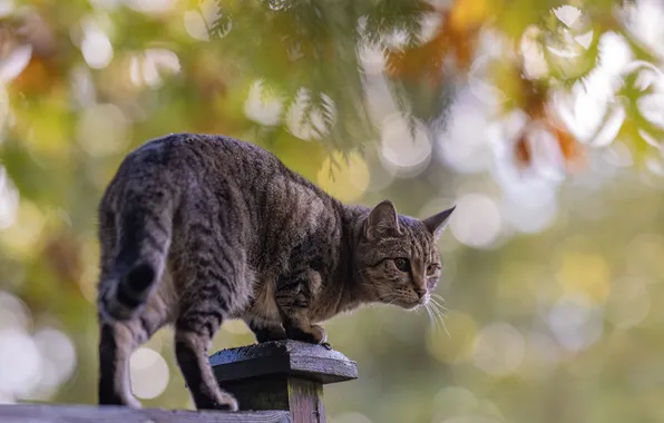 Autumn, cat, cat, look, branches, nature, pose, glare
