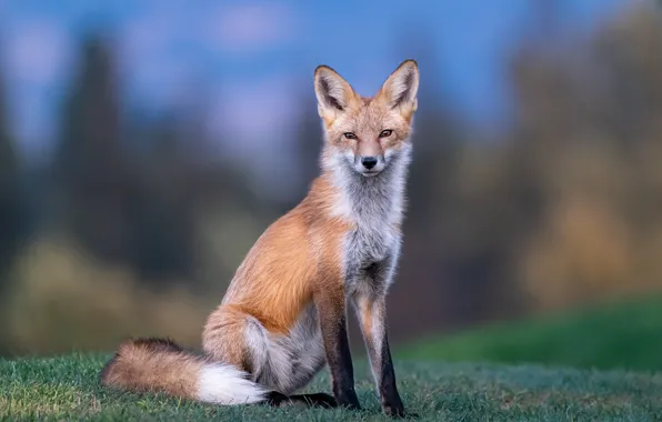 Picture grass, nature, glade, Fox, sitting