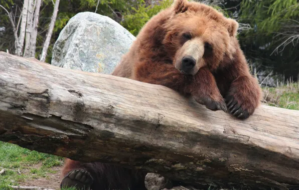 Stay, bear, log, bear, brown, brown, nature.