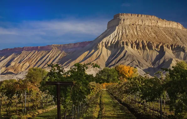 Picture landscape, mountains, nature, beauty, space, panorama, the vineyards