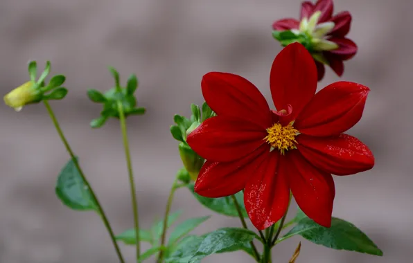 Flowers, nature, background, mood