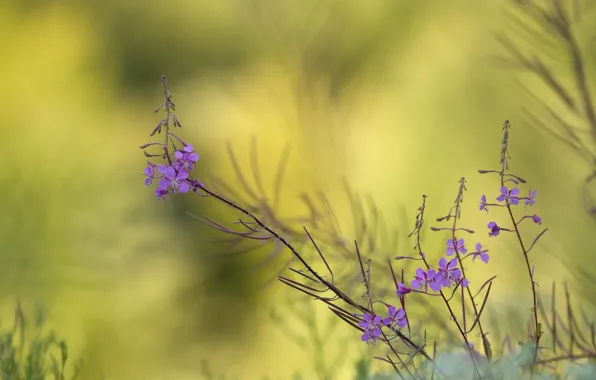 Flowers, background, plant, lilac