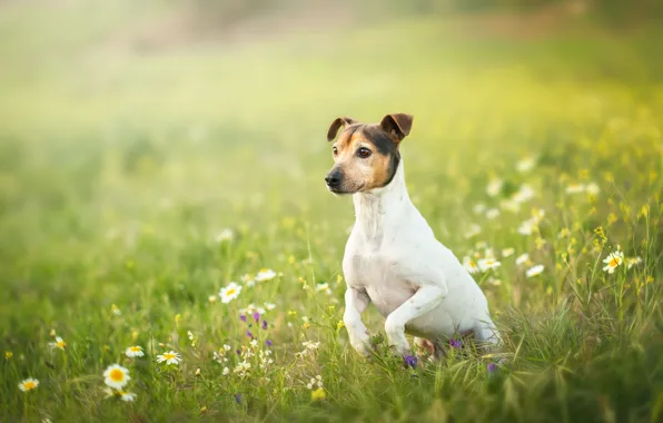 Field, summer, grass, look, flowers, nature, pose, jump
